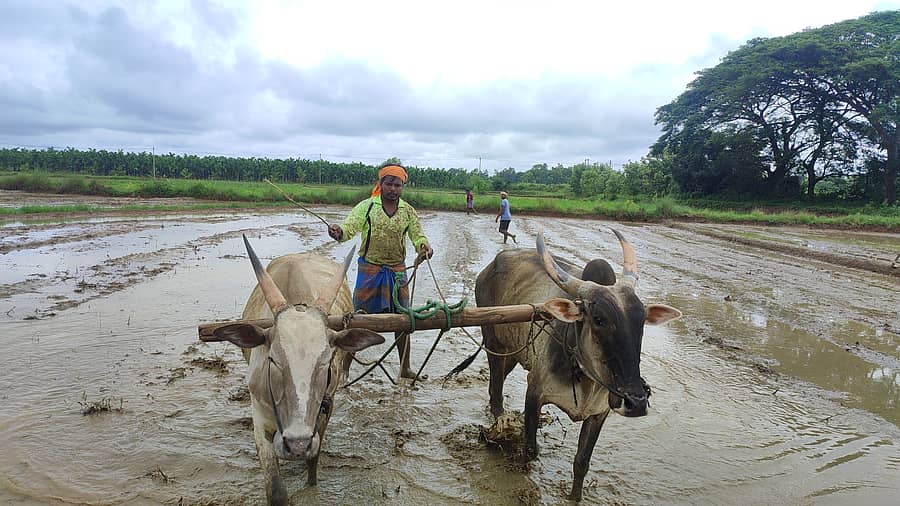 ಸೊರಬ ತಾಲ್ಲೂಕಿನ ತವನಂದಿ ಗ್ರಾಮದಲ್ಲಿ ಭತ್ತ ನಾಟಿ ಮಾಡಲು ಹೊಲದಲ್ಲಿ ಕೆಸರು ಸಮತಟ್ಟು ಮಾಡುತ್ತಿರುವ ರೈತ