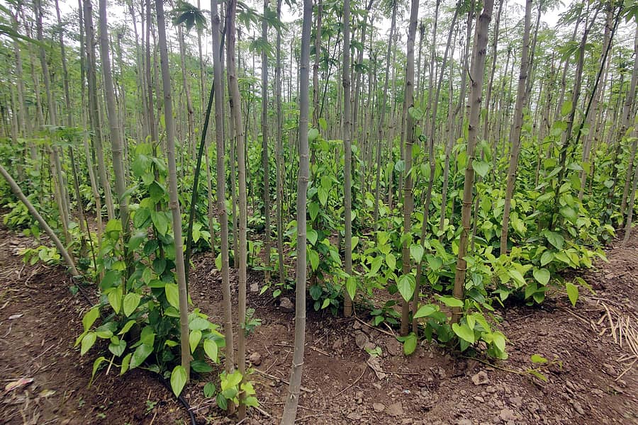 ಬನಹಟ್ಟಿ ಸಮೀಪದ ಜಗದಾಳ ತೋಟದಲ್ಲಿ ಬೆಳೆದಿರುವ ವೀಳ್ಯದೆಲೆ