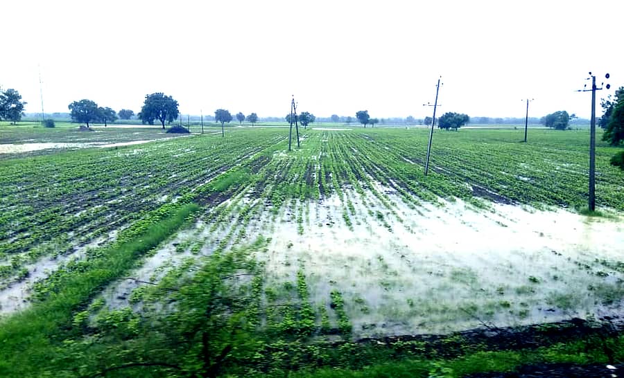 ಚಿತ್ತಾಪುರ ತಾಲ್ಲೂಕಿನ ಮರಗೋಳ ಗ್ರಾಮದ ಹೊಲದಲ್ಲಿ ಮಳೆ ನೀರು ನಿಂತಿರುವುದು