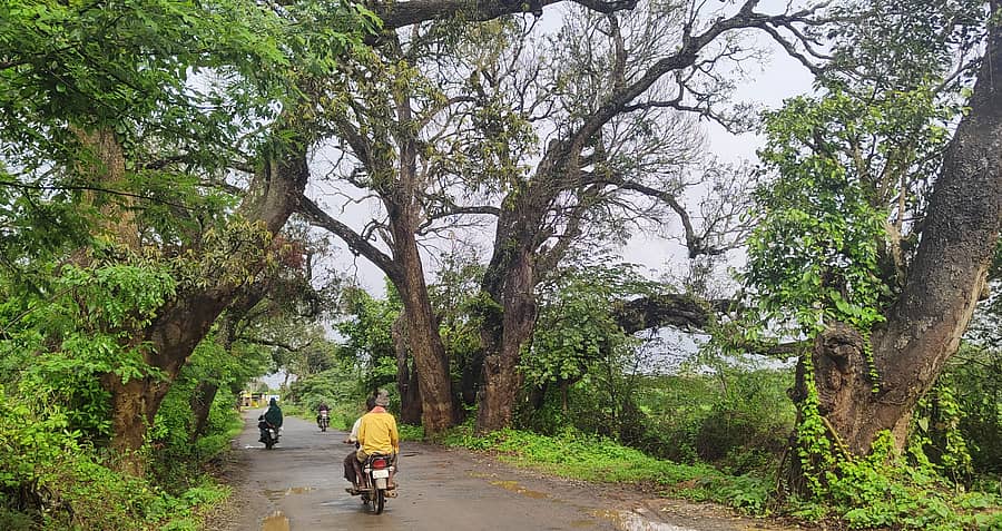 ಪಟ್ಟಣದ ಅಮ್ಮಾಜಿ ಕೆರೆಯಿಂದ ಟಿಬೆಟನ್ ಕ್ಯಾಂಪ್ ಮಾರ್ಗದ ಹೆದ್ದಾರಿ ಪಕ್ಕದಲ್ಲಿರುವ ಮರಗಳು