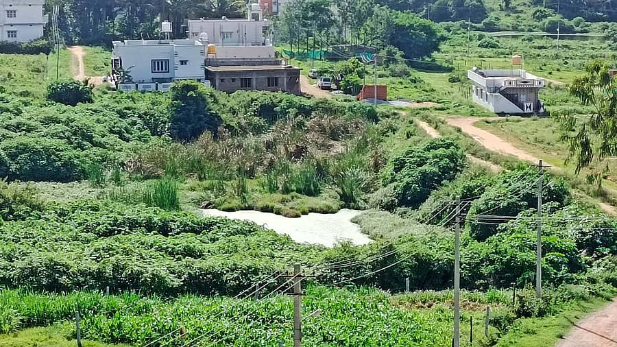 ಆಲೂರಿನ ನಾಲ್ಕನೇ ವಾರ್ಡ್ನಲ್ಲಿ ಹೂಳು ತುಂಬಿರುವ ಕೆರೆ