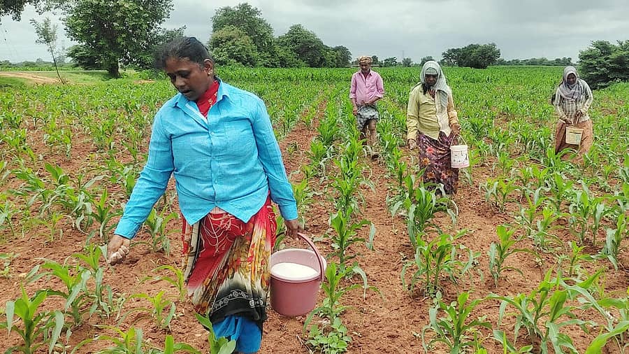 ಕೂಡ್ಲಿಗಿ ತಾಲ್ಲೂಕಿನ ಸಾಸಲವಾಡ ಗ್ರಾಮದ ಬಳಿ ಹೊಲವೊಂದರಲ್ಲಿ ಮೆಕ್ಕೆ ಜೋಳಕ್ಕೆ ಯೂರಿಯಾ ಗೊಬ್ಬರ ಹಾಕುತ್ತಿರುವ ರೈತರು.