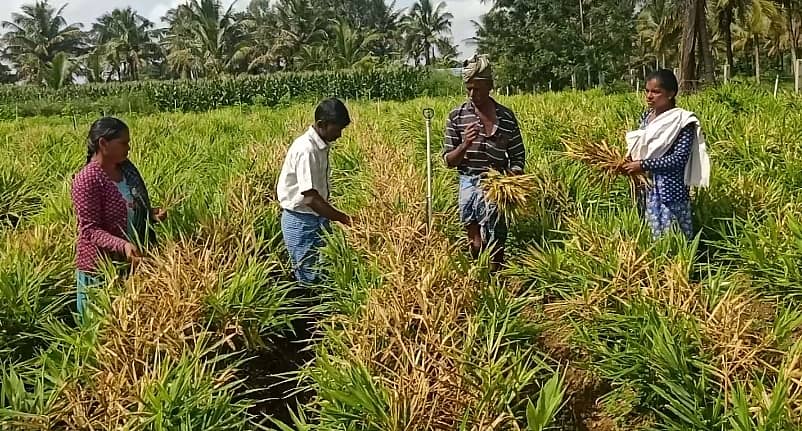 ಕಳೆನಾಶಕ ಸಿಂಪಡಿಸಿದ್ದರಿಂದ ಆಲೂರು ತಾಲ್ಲೂಕಿನ ಕದಾಳು ಗ್ರಾಮದಲ್ಲಿ ಬೆಳೆದಿದ್ದ ಶುಂಠಿ ಬೆಳೆಗೆ ಒಣಗುತ್ತಿದೆ