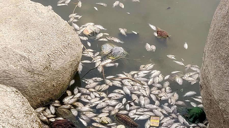 ಬಳ್ಳಾರಿ ಜಿಲ್ಲೆಯ ತೆಕ್ಕಲಕೋಟೆ ಸಮೀಪದ ಹಳೇಕೋಟೆ ಗ್ರಾಮದ ಮರಿಸ್ವಾಮಿ ಮಠದ ಕೆರೆಯಲ್ಲಿ ಸತ್ತಿರುವ ಮೀನುಗಳು ತೇಲುತ್ತಿರುವುದು