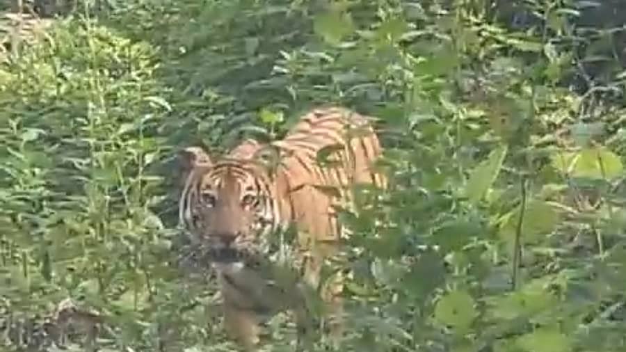 ಕಾರವಾರ ತಾಲ್ಲೂಕಿನ ಬಾರೆ ಗ್ರಾಮದ ಕೈಗಾ ರಸ್ತೆಯ ಬದಿಯಲ್ಲಿ ಕಾಣಿಸಿಕೊಂಡ ಹುಲಿ