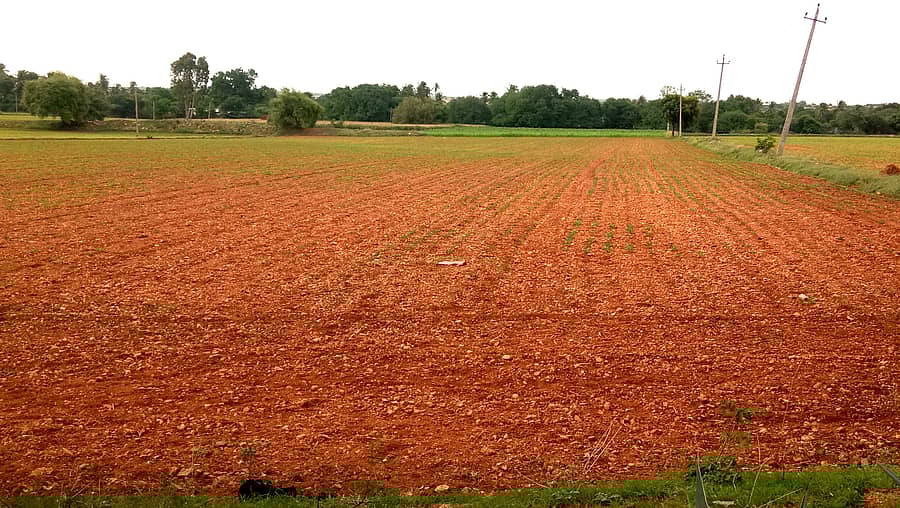 ಮೊಳಕಾಲ್ಮುರು ತಾಲ್ಲೂಕಿನ ಗ್ರಾಮವೊಂದರ ಹೊಲದಲ್ಲಿ ಸರಿಯಾಗಿ ಹುಟ್ಟದ ಶೇಂಗಾ ಬೆಳೆ