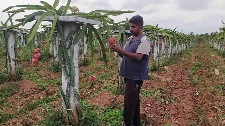 ಡ್ರ್ಯಾಗನ್ ಬೆಳೆಯೊಂದಿಗೆ ಅಮೃತ್