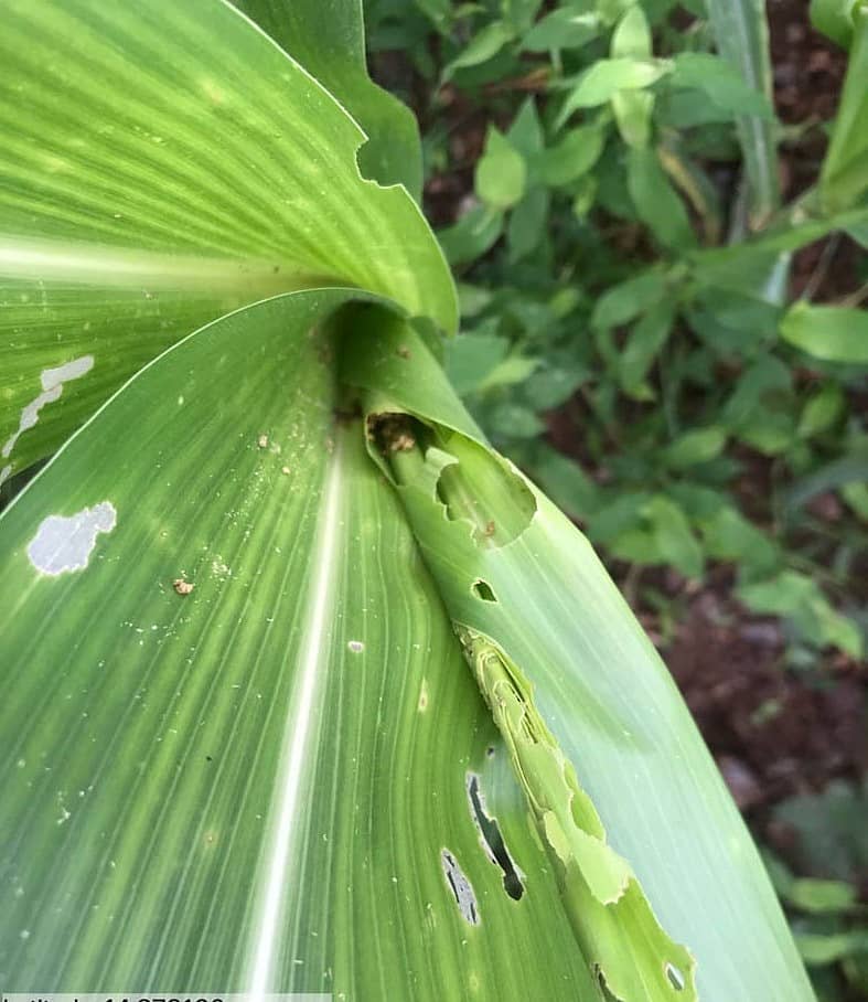 ಹಾನಗಲ್ ತಾಲ್ಲೂಕಿನ ಅಲ್ಲಲ್ಲಿ ಗೋವಿನಜೋಳ ಬೆಳೆಗೆ ಸೈನಿಕ ಹುಳು ಬಾಧೆ ತಗುಲಿ ಸುಳಿ ತಿಂದು ಹಾಕುತ್ತಿವೆ.