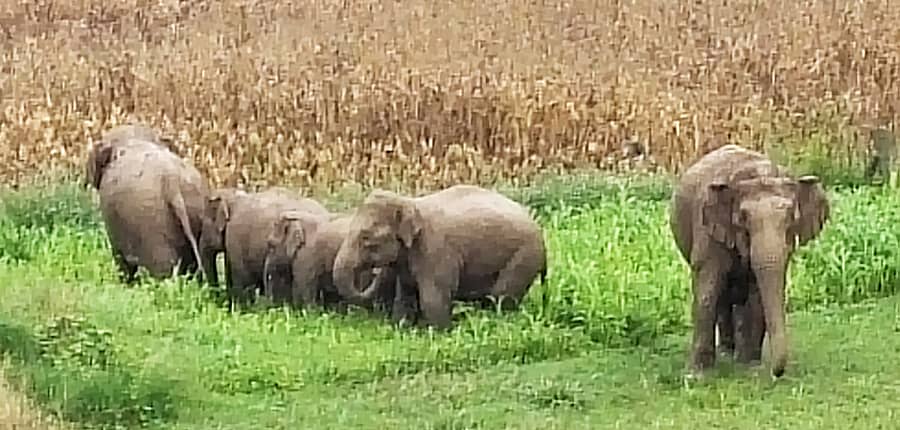 ಬೇಲೂರು ತಾಲ್ಲೂಕಿನ ಜೋಳದ ಹೊಲದಲ್ಲಿ ಬೀಡು ಬಿಟ್ಟಿದ್ದ ಆನೆಗಳು (ಸಂಗ್ರಹ ಚಿತ್ರ)