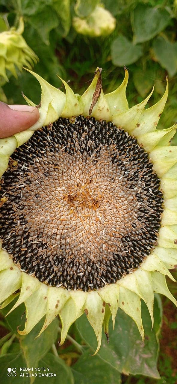 ದುರಗಪ್ಪ ಹೊಲದಲ್ಲಿ ಬೆಳೆದ ಸೂರ್ಯಕಾಂತಿ ಬೆಳೆಗೆ ಬೂದುರೋಗ ಬಂದಿರುವುದು