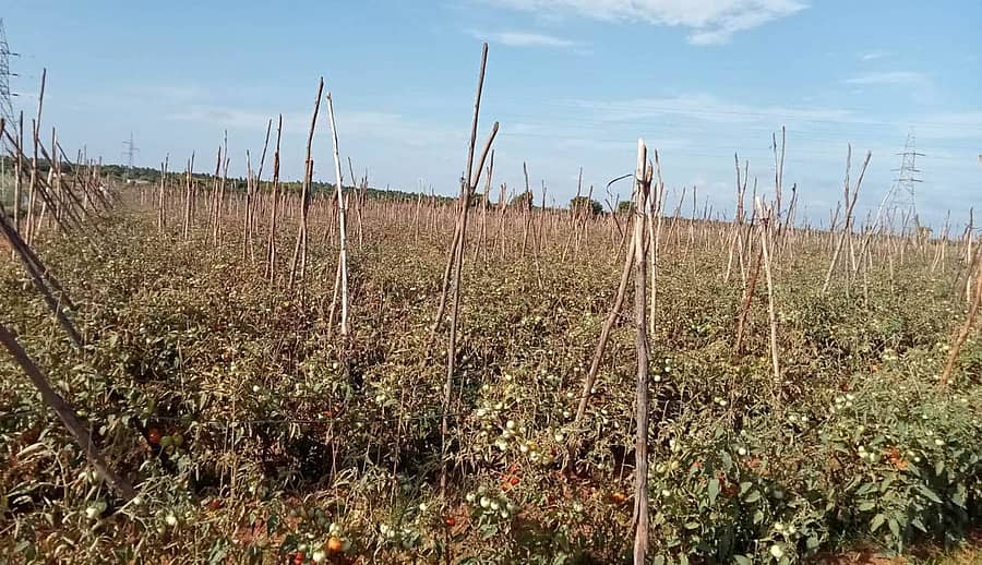 ಧರ್ಮಪುರ ಹೋಬಳಿಯ ಮ್ಯಾದನಹೊಳೆಯಲ್ಲಿ ಕಿಡಿಗೆಡಿಗಳ ದುಷ್ಕೃತ್ಯದಿಂದ ರೈತ ಎಂ.ಎಚ್. ಷಣ್ಮುಖಪ್ಪ ಅವರ 9 ಎಕರೆಯಲ್ಲಿನ ಟೊಮೊಟೊ ಬೆಳೆ ನಾಶವಾಗಿರುವುದು