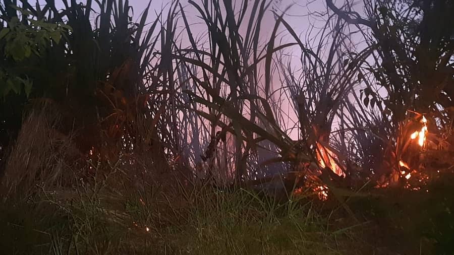 ನಂಜನಗೂಡು ತಾಲ್ಲೂಕಿನ ತಗಡೂರು ಗ್ರಾಮದಲ್ಲಿ ಸೋಮವಾರ ರಾತ್ರಿ ದುಷ್ಕರ್ಮಿಗಳು ಕಟಾವಿಗೆ ಬಂದಿದ್ದ ಕಬ್ಬಿನ ಗದ್ದೆಗೆ ಬೆಂಕಿ ಹಚ್ಚಿರುವುದು