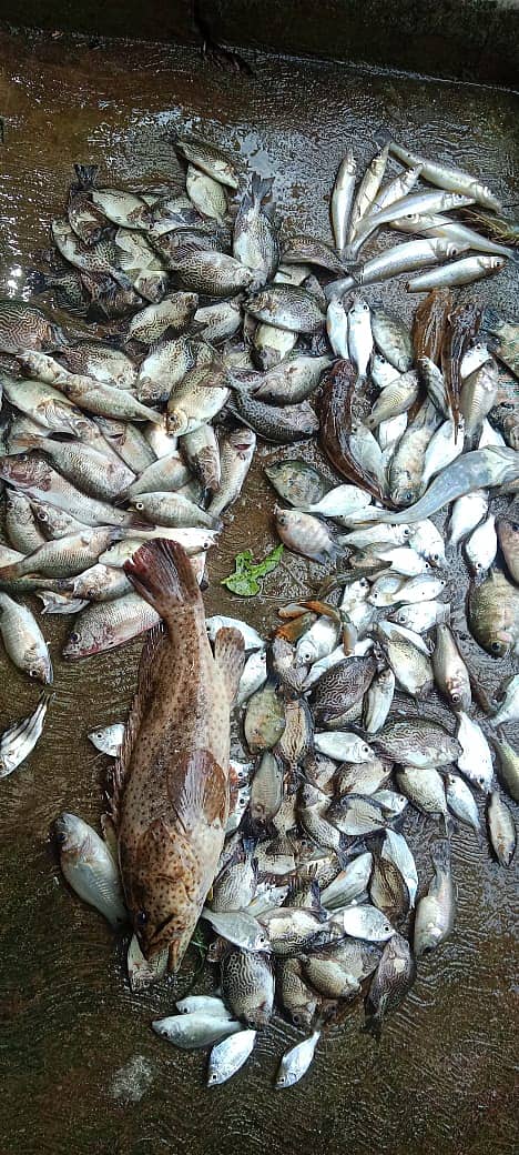 ನೇತ್ರಾವತಿ ಹಿನ್ನೀರಿನಲ್ಲಿ ಮೀನು ಸತ್ತು ಬಿದ್ದಿರುವುದು