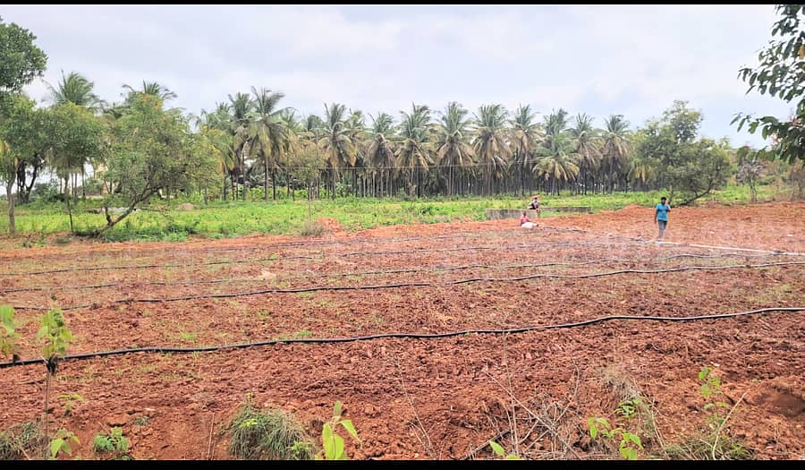 ಒಣಗುತ್ತಿರುವ ರಾಗಿ ಬೆಳೆಗೆ ಗುಬ್ಬಿಯಲ್ಲಿ ಪೈಪ್ ಮೂಲಕ ನೀರು ಹಾಯಿಸಲಾಗುತ್ತಿದೆ