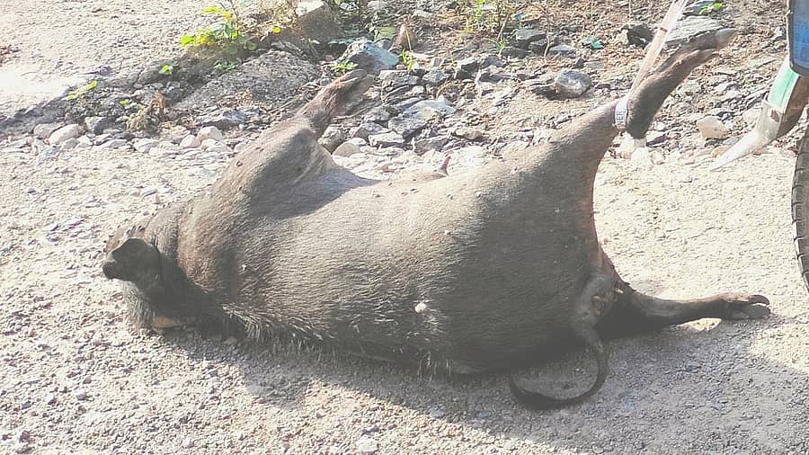 ಹಟ್ಟಿ ಪಟ್ಟಣ ಕ್ಯಾಂಪ್ ಪ್ರದೇಶದಲ್ಲಿ ಹಂದಿ ಸಾವನಪ್ಪಿರುವುದು