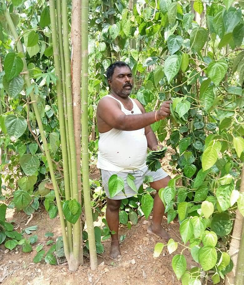 ರೈತ ನಾಗರಾಜ ಚಿಂಚಲಿ ವೀಳ್ಯದೆಲೆ ಕೊಯ್ಯುತ್ತಿರುವುದು