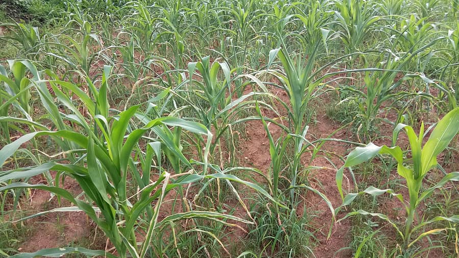 ಸಂತೇಬೆನ್ನೂರು ಹೊರವಲಯದ ಹೊಲದಲ್ಲಿ ಬಾಡುತ್ತಿರುವ ಮೆಕ್ಕೆಜೋಳ ಬೆಳೆ