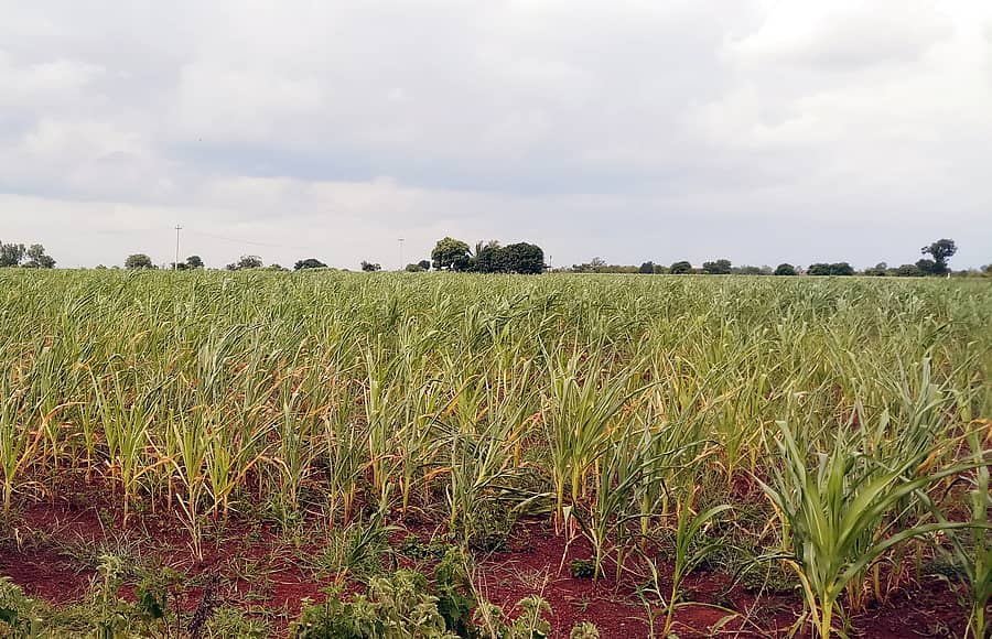 ಬಸವಕಲ್ಯಾಣ ತಾಲ್ಲೂಕಿನ ಖಾನಾಪುರ ವ್ಯಾಪ್ತಿಯ ಹೊಲದಲ್ಲಿನ ಹೈಬ್ರಿಡ್ ಜೋಳದ ದಂಟುಗಳು ಮಳೆ ಕೊರತೆಯ ಕಾರಣ ಬಾಡಿರುವುದು