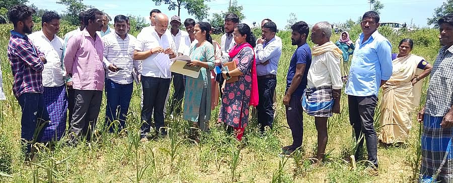 ಬೇಲೂರು ತಾಲ್ಲೂಕಿನ ಸೋಂಪುರ ಗ್ರಾಮದಲ್ಲಿ ಮಳೆ ಇಲ್ಲದೆ ಒಣಗಿರುವ ಜೋಳದ ಬೆಳೆಯನ್ನು ಶಾಸಕ ಎಚ್.ಕೆ.ಸುರೇಶ್ ವೀಕ್ಷಿಸಿದರು