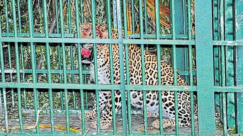 ಸಂಗ್ರಹ ಚಿತ್ರ