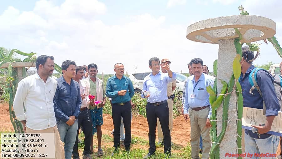 ಸಂಡೂರು ತಾಲ್ಲೂಕಿನ ನಿಡಗುರ್ತಿ ಗ್ರಾಮ ಪಂಚಾಯ್ತಿ ವ್ಯಾಪ್ತಿಯ 73–ಹುಲಿಕುಂಟೆ ಗ್ರಾಮದಲ್ಲಿ ಉದ್ಯೋಗಖಾತ್ರಿ ಯೋಜನೆಯಡಿ ಬೆಳೆಯಲಾದ ಡ್ರ್ಯಾಗನ್ ಫ್ರೂಟ್ ತೋಟವನ್ನು ಜಿಲ್ಲಾ ಪಂಚಾಯ್ತಿ ಕಾರ್ಯನಿರ್ಹಾಕ ಅಧಿಕಾರಿ ರಾಹುಲ್ ಶರಣಪ್ಪ ಸಂಕನೂರು ವೀಕ್ಷಿಸಿದರು