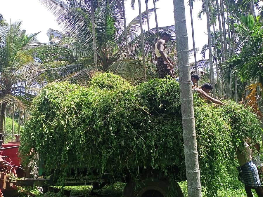 ತೋವಿನಕೆರೆ ಪಂಚಾಯಿತಿ ವ್ಯಾಪ್ತಿಯ ಚಿಕ್ಕಣನಹಳ್ಳಿ ಹೈನುಗಾರರು ಹಸಿ ಹುಲ್ಲನ್ನು ಟ್ರ್ಯಾಕ್ಟರ್ಗೆ ತುಂಬಿರುವುದು