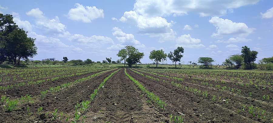 ಹುನಗುಂದ ಪಟ್ಟಣದ ಹೊರವಲಯದ ಜಮೀನಿನಲ್ಲಿರುವ ತೊಗರಿ ಬೆಳೆ 