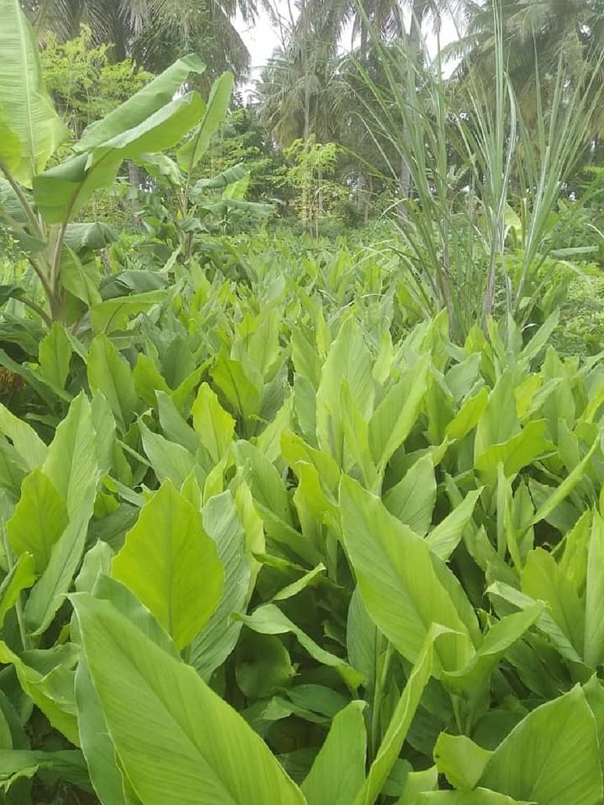 ಪ್ರಶಾಂತ್ ಜಮೀನಿನಲ್ಲಿರುವ ನಿಂಬೆ ಗಿಡದಲ್ಲಿ ನಿಂಬೆ ಹಣ್ಣು ಬಿಟ್ಟಿರುವುದು