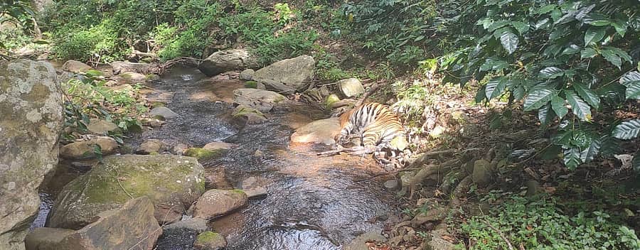 ಬಿಆರ್ಟಿ ಸಂರಕ್ಷಿತಾರಣ್ಯದಲ್ಲಿ ಹುಲಿ ಕಳೇಬರ ಪತ್ತೆ