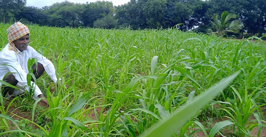 ಯಲಬುರ್ಗಾ ತಾಲ್ಲೂಕಿನ ಹಿರೇಅರಳಿಹಳ್ಳಿ ಗ್ರಾಮದಲ್ಲಿ ಬಿತ್ತಿರುವ ಸಜ್ಜೆಗೆ ಮಳೆ ನಿರೀಕ್ಷೆಯಲ್ಲಿ ರೈತ