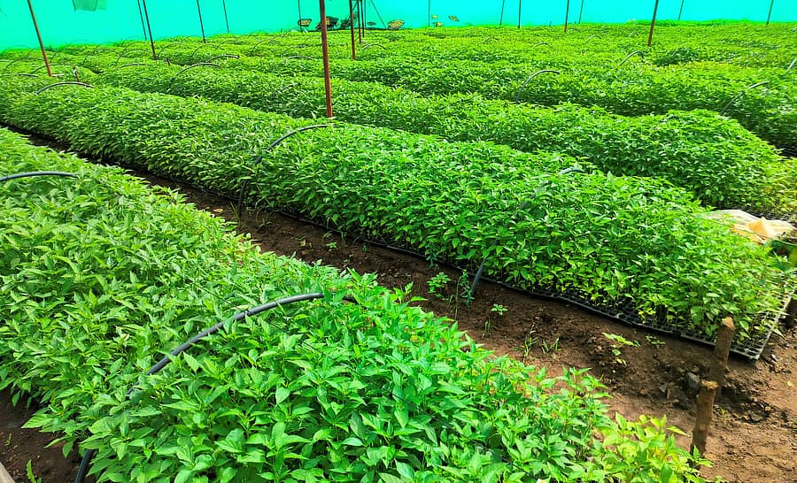 ಅಫಜಲಪುರ ಪಟ್ಟಣದ ಕರಜಗಿ ರಸ್ತೆಬದಿ ಆಂಧ್ರ ಮೂಲದವರು ನರ್ಸರಿಯಲ್ಲಿ ಮೆಣಸಿನಕಾಯಿ ಸಸಿಗಳನ್ನು ಬೆಳೆದಿರುವುದು