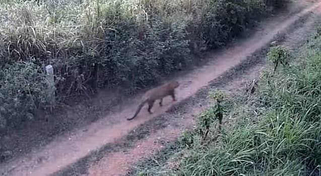 ಚಿಕ್ಕನಾಯಕನಹಳ್ಳಿ ತಾಲ್ಲೂಕಿನ ತರಬೇನಹಳ್ಳಿಯ ತೋಟದ ದಾರಿಯಲ್ಲಿ ಚಿರತೆ ಓಡಾಟ ಸಿ.ಸಿ. ಟಿವಿ ಕ್ಯಾಮೆರಾದಲ್ಲಿ ಸೆರೆಯಾಗಿದೆ