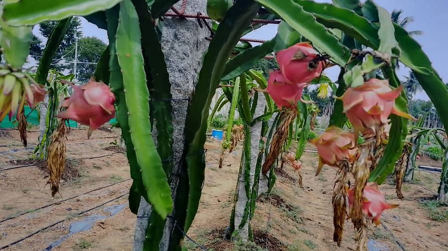 ಮಾಲೂರು ತಾಲ್ಲೂಕಿನ ಕುಪ್ಪೂರು ಗ್ರಾಮದ ರೈತ ಶ್ರೀನಿವಾಸ್ ತಮ್ಮ ಒಂದು ಎಕರೆ ಇಪ್ಪತ್ತು ಗುಂಟೆ ಜಮೀನಿನಲ್ಲಿ ಡ್ಯ್ರಾಗನ್ ಪ್ರೂಟ್ ಬೆಳೆ ಬೆಳೆದಿದ್ದು, ಗಿಡಗಳಲ್ಲಿ ಹಣ್ಣು ಬಿಟ್ಟಿರುವುದು.