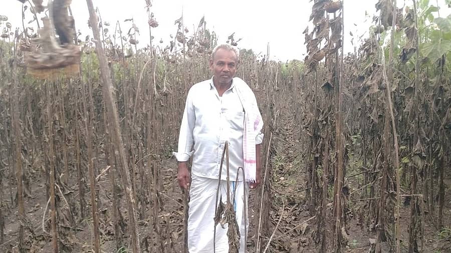 ಹೂವಿನಹಡಗಲಿ ತಾಲ್ಲೂಕು ಮಹಾಜನದಹಳ್ಳಿಯಲ್ಲಿ ಎಲೆಚುಕ್ಕೆ ರೋಗಕ್ಕೆ ತುತ್ತಾದ ಸೂರ್ಯಕಾಂತಿ ಬೆಳೆ ಒಣಗಿದೆ