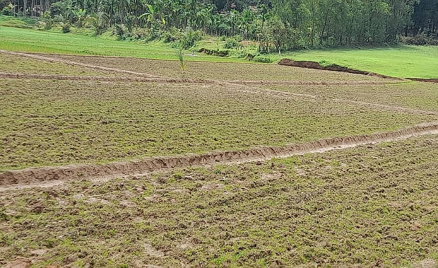ಬನವಾಸಿಯಲ್ಲಿ ಭತ್ತದ ಗದ್ದೆ ಹದಮಾಡಿರುವ ರೈತರು ಮಳೆ ಕೊರತೆಯ ಕಾರಣಕ್ಕೆ ಭತ್ತದ ಸಸಿ ನಾಟಿ ಮಾಡದೆ ಗದ್ದೆಯನ್ನು ಖಾಲಿ ಬಿಟ್ಟಿರುವುದು 