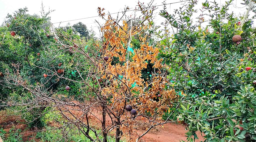 ವಿಜಯಪುರ ಬಳಿಯ ಹಳ್ಳಿಯೊಂದರಲ್ಲಿ ದುಂಡಾಣು ರೋಗದಿಂದ ಒಣಗಿರುವ ದಾಳಿಂಬೆ ಗಿಡ