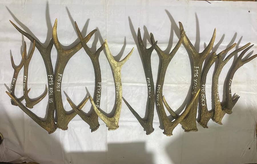 ಆರೋಪಿಗಳಿಂದ ವಶಪಡಿಸಿಕೊಂಡಿರುವ ಜಿಂಕೆ ಕೊಂಬುಗಳು