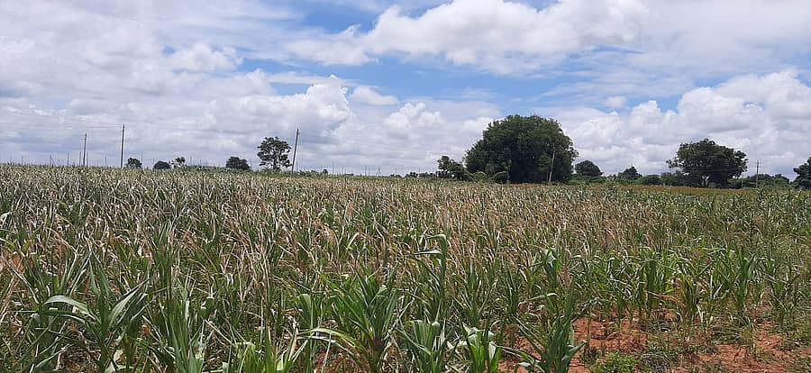 ಹೂವಿನಹಡಗಲಿಯ ಕಾಯಕ ನಗರ ಕೂಡುರಸ್ತೆಯಲ್ಲಿ ಒಣಗಿದ ಮೆಕ್ಕೆಜೋಳ ಬೆಳೆ