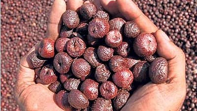 1ಲಕ್ಷ ಸಮೀಪಿಸಿದ ಅಡಿಕೆ ಧಾರಣೆ; ತೋಟಕ್ಕೆ ಸರದಿ ಕಾವಲು