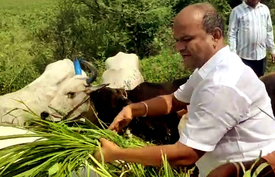 ಗೋವುಗಳನ್ನು ರಕ್ಷಿಸಿದ ನಂತರ ಅವುಗಳಿಗೆ ಮೇವು ನೀಡಿದ ಶಾಸಕ ಶರಣು ಸಲಗರ