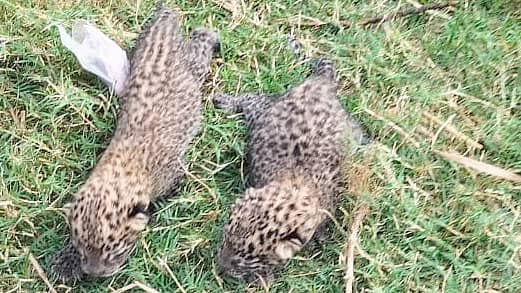 ಮಳವಳ್ಳಿ ತಾಲ್ಲೂಕಿನ ಗೌಡಗೆರೆ ಗ್ರಾಮದ ಹೊರವಲಯದ ಕಬ್ಬಿನ ಗದ್ದೆಯಲ್ಲಿ ಕಾಣಿಸಿಕೊಂಡು ಚಿರತೆ ಮರಿಗಳು