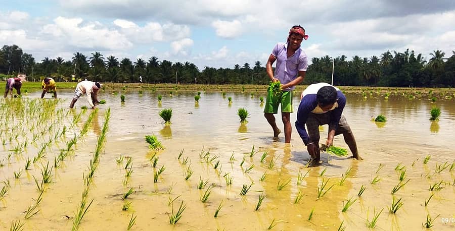 ಯಳಂದೂರಿನ ಹೊರ ವಲಯದ ಕೃಷಿ ಭೂಮಿಯಲ್ಲಿ ಪಶ್ಚಿಮ ಬಂಗಾಳದ ಯುವಕರು ಭತ್ತ ನಾಟಿ ಮಾಡಿದರು