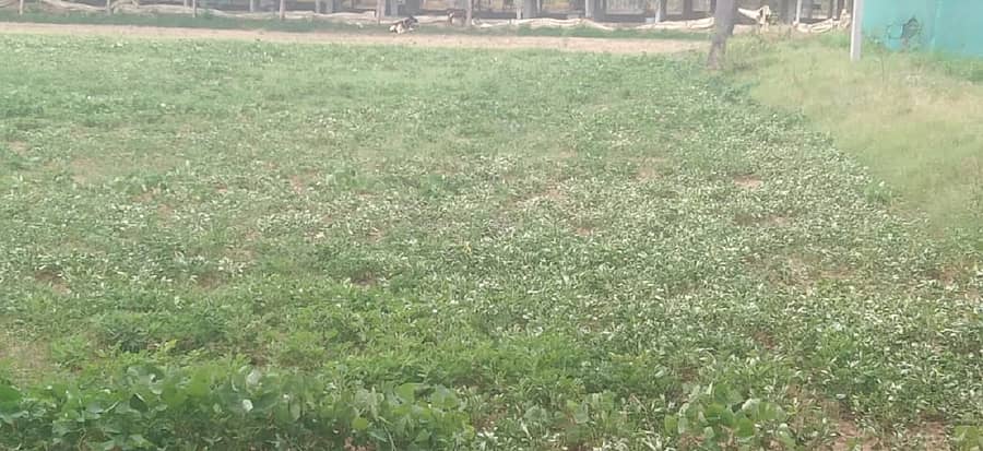 ಮುಳಬಾಗಿಲು ತಾಲ್ಲೂಕಿನ ಎನ್.ಕುರುಬರಹಳ್ಳಿ ಸಮೀಪ ಮಳೆ ಇಲ್ಲದೆ ಒಣಗುತ್ತಿರುವ ನೆಲಗಡಲೆ