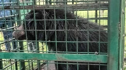 ಬೋನಿಗೆ ಬಿದ್ದಿರುವ ಕರಡಿ