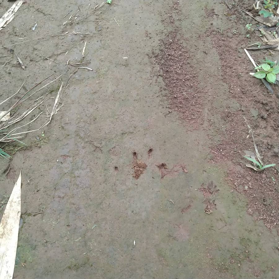 ಹೆತ್ತೂರು ಹೋಬಳಿಯಲ್ಲಿ ಕಂಡು ಬಂದಿರುವ ಚಿರತೆ ಹೆಜ್ಜೆ