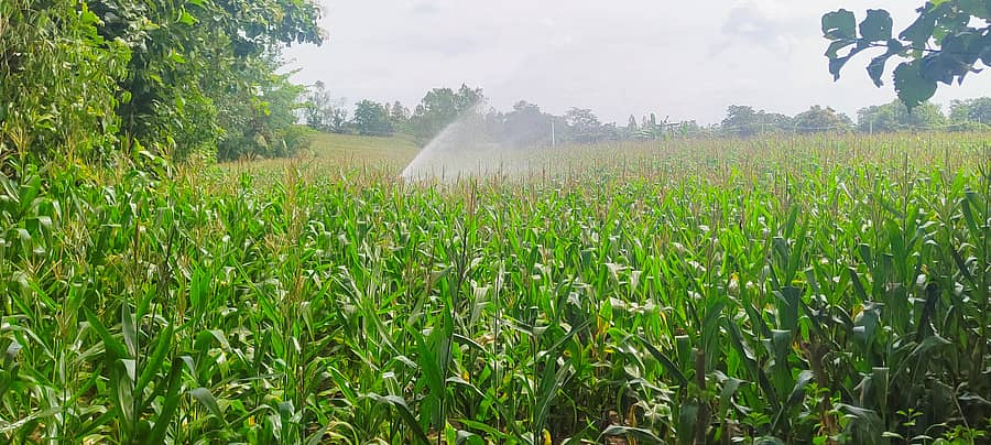 ಗೋವಿನಜೋಳ ಬೆಳೆಗೆ ಜೆಟ್ ಮೂಲಕ ನೀರು ಸಿಂಪಡಿಸಿ ಬೆಳೆ ರಕ್ಷಿಸಿಕೊಳ್ಳುತ್ತಿರುವ ರೈತರು