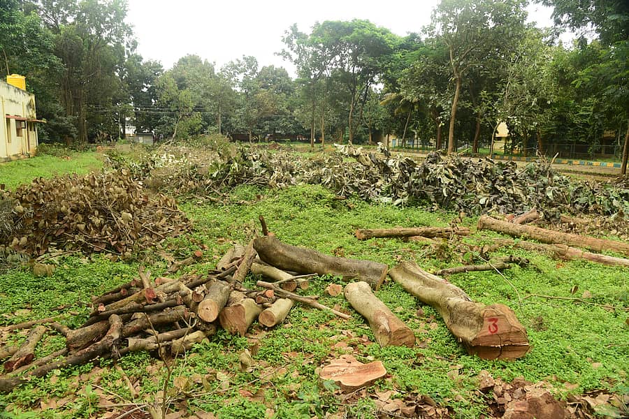 ತುಮಕೂರಿನ ಹೇಮಾವತಿ ನಾಲಾ ವಲಯ ಕಚೇರಿ ಆವರಣದಲ್ಲಿ ಮರಗಳನ್ನು ಕಡಿದಿರುವುದು