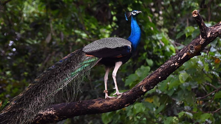 <div class="paragraphs"><p>ಪ್ರಾತಿನಿಧಿಕ ಚಿತ್ರ</p></div>