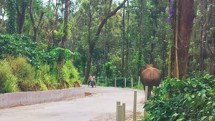 <div class="paragraphs"><p>ದಾಳಿ ನಡೆಸು‌ತ್ತಿರುವ ಕಾಡಾನೆ</p></div>