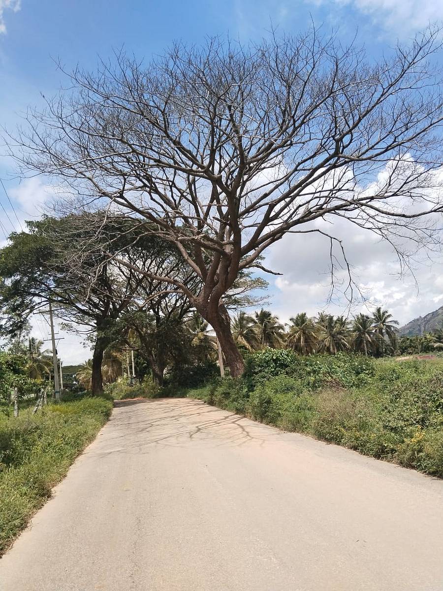 <div class="paragraphs"><p>ಪ್ರಾತಿನಿಧಿಕ ಚಿತ್ರ&nbsp;</p></div>